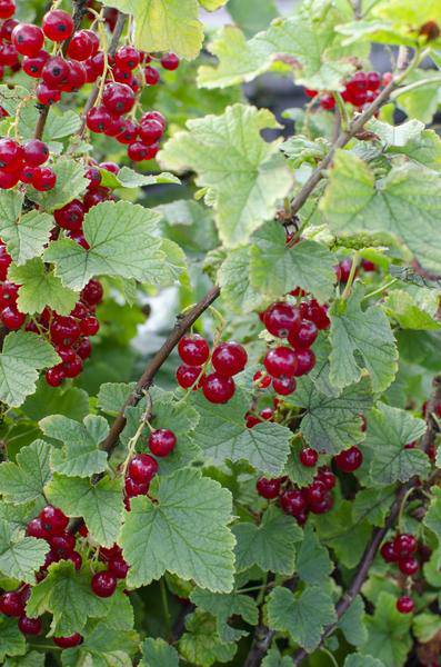 Rote Johannisbeere - Ribes rubrum 'Jonkheer van Tets' - Ø13cm - ↕45cm 