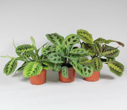 Pfeilwurz - Maranta Leuconeura 'Fascinator' - Mix 3 Sorten 