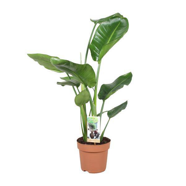 Baum-Strelitzie - Strelitzia Nicolai - Zimmerpflanze - Ø17cm - ↕60cm 