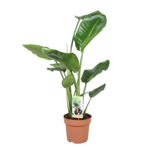 Baum-Strelitzie - Strelitzia Nicolai - Zimmerpflanze - Ø17cm - ↕60cm 