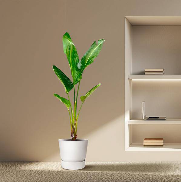 Baum-Strelitzie – Strelitzia Augusta – Zimmerpflanze – 210cm – Ø30cm – Weißer Paradiesvogel mit großen Blättern für Wohnzimmer und Büro 
