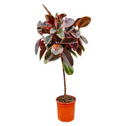 Gummibaum - Ficus Elastica Belize – auf Stiel – Zimmerpflanze – ca. 130 cm hoch – Ø24 cm – Buntes Laub – Pflegeleicht & Luftreinigend 