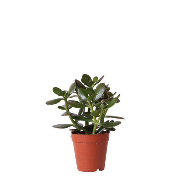 Sukkulente Crassula Ovata – Ø9cm – Robuste Zimmerpflanze mit glänzenden Blättern – Pflegeleicht & dekorativ – Für Wohnzimmer, Büro & Bad 