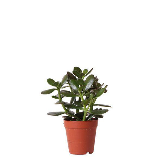 Sukkulente Crassula Ovata – Ø9cm – Robuste Zimmerpflanze mit glänzenden Blättern – Pflegeleicht & dekorativ – Für Wohnzimmer, Büro & Bad 