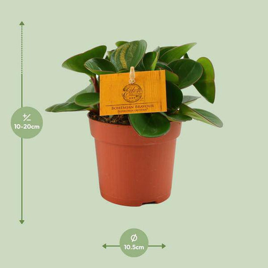 Zwergpfeffer - Peperomia Obtipan - Zimmerpflanze - Ø11cm - ↕15cm 