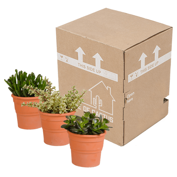 Dickblatt - Crassula - Mix 10,5 cm - 3 Stück - Zimmerpflanze - im Terrakotta-Topf 