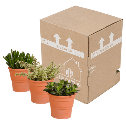 Dickblatt - Crassula - Mix 10,5 cm - 3 Stück - Zimmerpflanze - im Terrakotta-Topf 