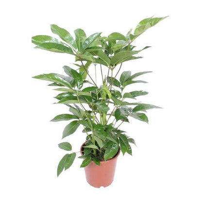 Regenschirmbaum - Schefflera Actinophylla Amate - Zimmerpflanze - Ø24cm - ↕100cm 