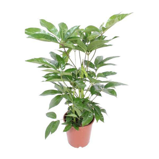 Regenschirmbaum - Schefflera Actinophylla Amate - Zimmerpflanze - Ø24cm - ↕100cm 
