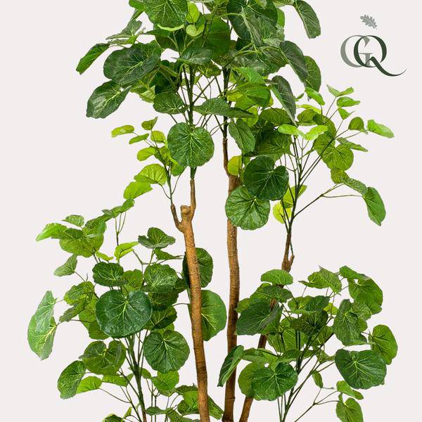 Kunstpflanze - Polyscias - Aralia - 160 cm 