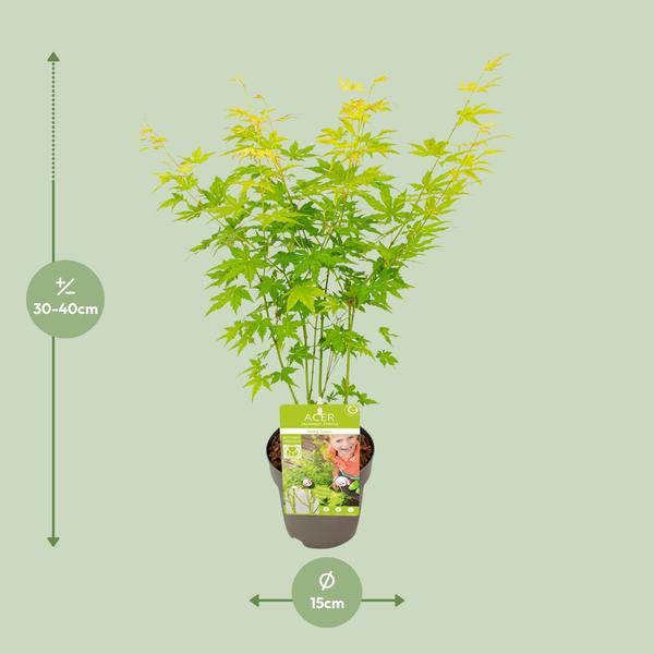 Japanischer Fächerahorn - Acer palmatum Going Green - Zimmerpflanze - Ø15cm - ↕30cm 