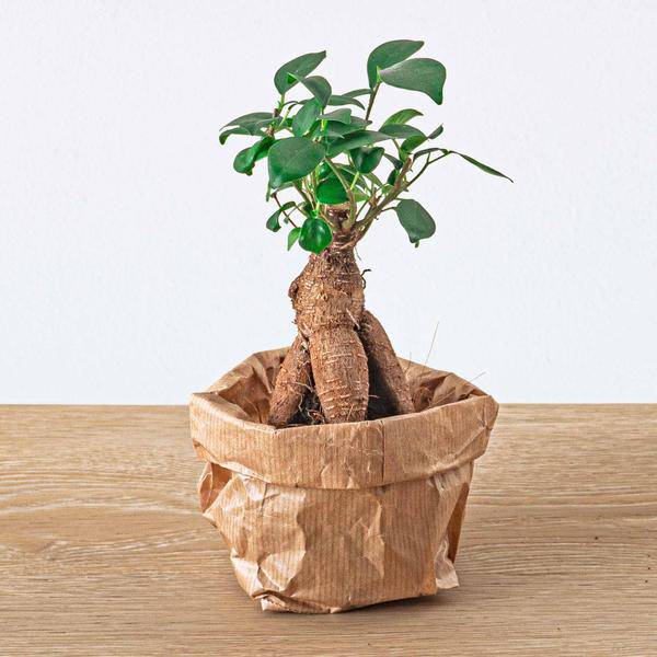 Chinesische Feige Ficus Ginseng Bonsai – Zimmerpflanze Microcarpa Ø6cm – Mini-Bonsai mit markanter Wurzelstruktur 