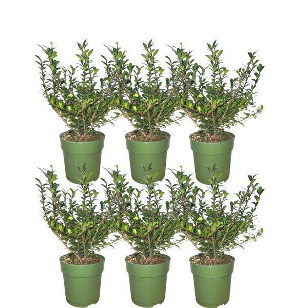 Stechpalmenhecke - Ilex crenata 'Jenny'® - Set mit 6 winterharten Pflanzen - 1 Meter - Immergrüne Hecke 