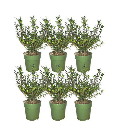 Stechpalmenhecke - Ilex crenata 'Jenny'® - Set mit 6 winterharten Pflanzen - 1 Meter - Immergrüne Hecke 