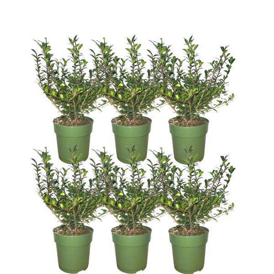 Stechpalmenhecke - Ilex crenata 'Jenny'® - Set mit 6 winterharten Pflanzen - 1 Meter - Immergrüne Hecke 