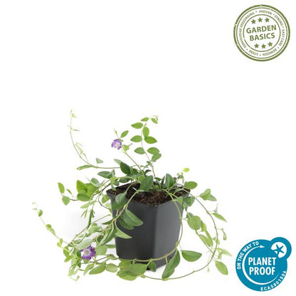 Immergrün - Vinca minor 'Atropurpurea' - ↕10-25cm - Ø9cm - 6 Pflanzen – Bodendecker mit lila Blüten – Sonne & Halbschatten – Pflegeleicht 