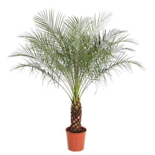 Zwerg-Dattelpalme – Phoenix Roebelenii – Zimmerpflanze – 170 cm hoch – Ø30 cm – Exotische Palme für Wohnzimmer & Büro – Pflegeleicht & dekorativ 