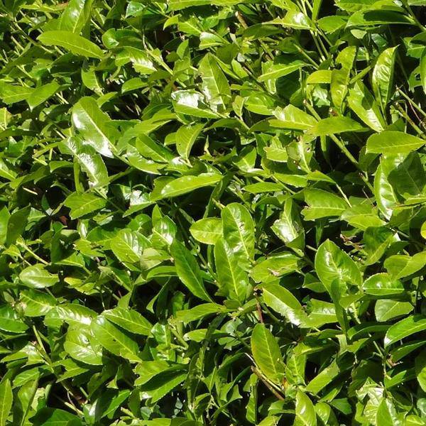 Kirschlorbeer Rotundifolia – 20 Pflanzen für 10 Meter Hecke – Immergrüne Lorbeerkirsche 125–150cm – Schnellwachsend & dicht – Perfekt als Sichtschutzhecke 