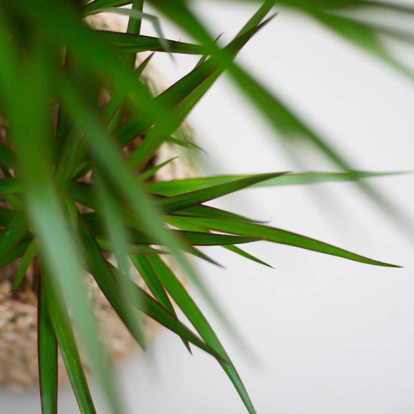 Drachenbaum – Dracaena Marginata – ↕95 cm – Ø21 cm-Topf + Design-Topf „Viber“ Grau – Pflegeleichte Zimmerpflanze – Luftreinigend & dekorativ 