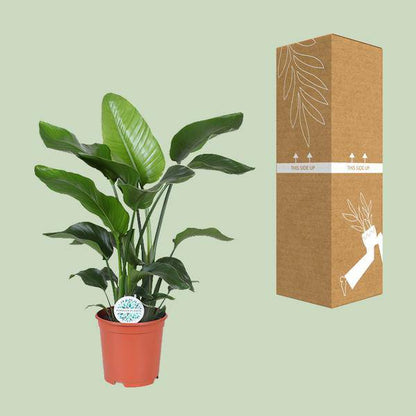 Baum-Strelitzie - Strelitzia Nicolai - Zimmerpflanze - Ø21cm - ↕80cm 