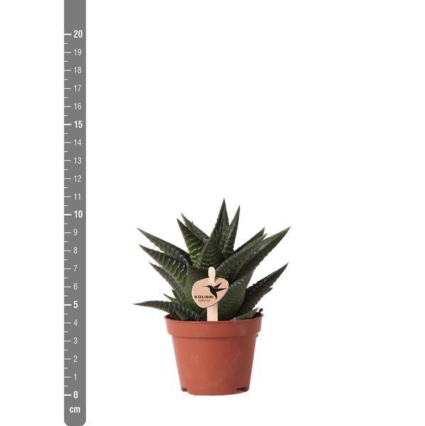 Sukkulente Haworthia Limifolia – Grüne Zimmerpflanze – Ø6cm – Pflegeleicht & Dekorativ – Perfekt für helle Standorte 