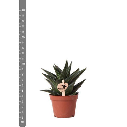 Sukkulente Haworthia Limifolia – Grüne Zimmerpflanze – Ø6cm – Pflegeleicht & Dekorativ – Perfekt für helle Standorte 