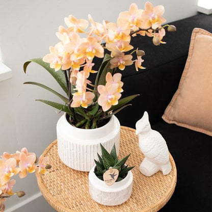 Überraschungsbox mit 4 verschiedenen Orchideen 
