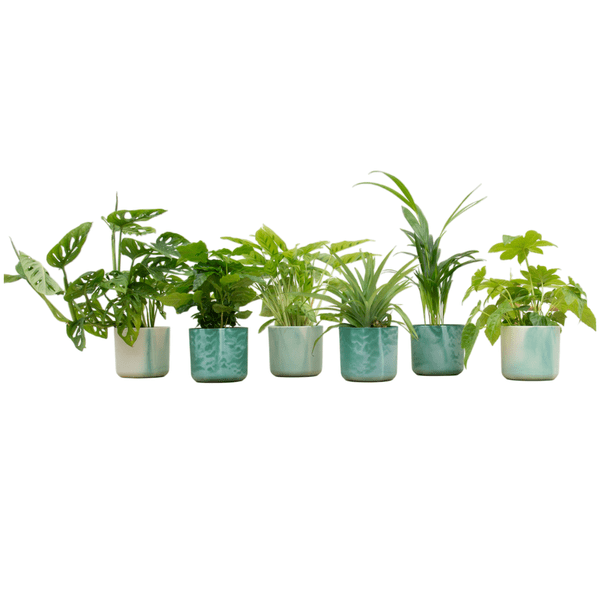 Überraschungskiste – 6 Zimmerpflanzen + Ø14 cm Topf Ocean Grün – Pflegeleicht & dekorativ – Pflanzen-Mix für Zuhause & Büro 