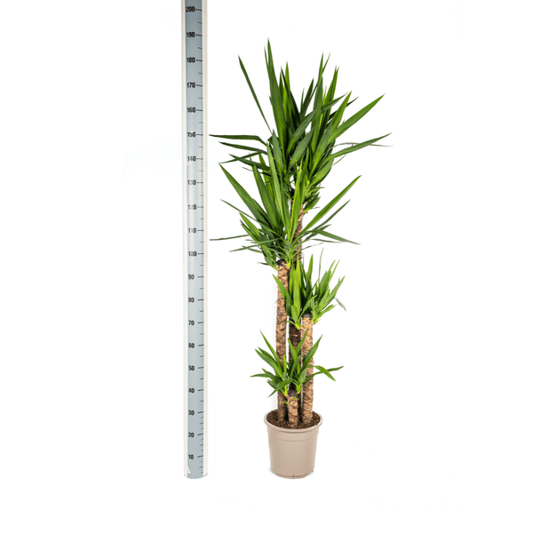 Riesen-Palmlilie - Yucca Elephantipes - Zimmerpflanze - Ø27cm - ↕160cm – Pflegeleicht & robust 
