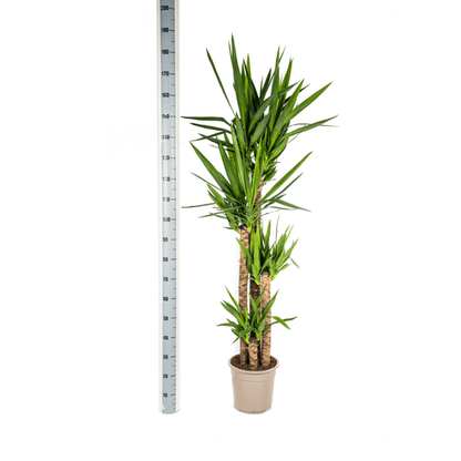 Riesen-Palmlilie - Yucca Elephantipes - Zimmerpflanze - Ø27cm - ↕160cm – Pflegeleicht & robust 