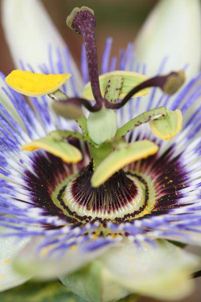 Passionsblume - Passiflora Blau caerulea - Ø15cm - ↕65cm 