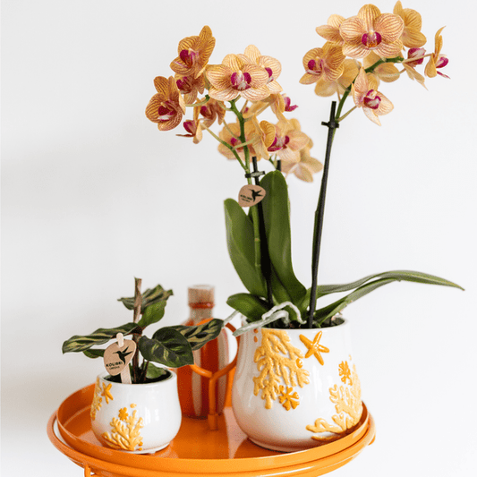 Calathea Makoyana - Pfauen-Korbmarante - Zimmerpflanze - Ø6cm 