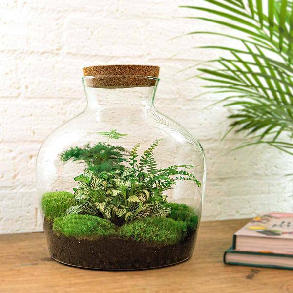 Flaschengarten - DIY - Fat Joe Grün - ↕ 30 cm 