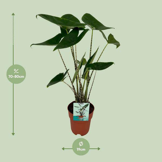 Alocasia Zebrina – Elefantenohr – Ø19cm x H75cm – Tropische Zimmerpflanze mit zebragestreiften Stielen – Exotischer Blickfang für Wohnzimmer & Büro – Pflegeleicht im Halbschatten 