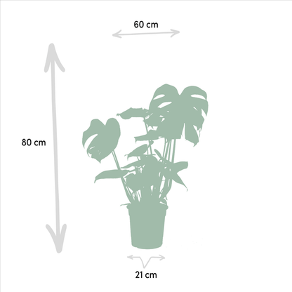 Pflanzenset - Strelitzia Nicolai - Ø19cm - ↕85cm + Monstera Deliciosa - Ø21cm - ↕75cm 