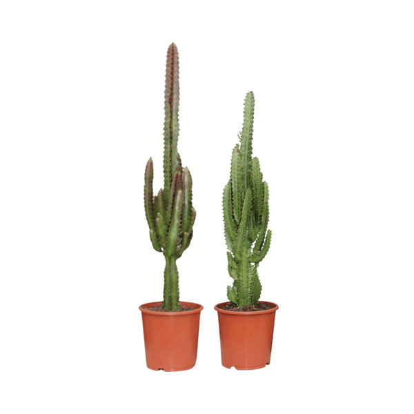 Euphorbia Grün Rot – Wolfsmilch – Zimmerpflanze – 2 Pflanzen – Ø17cm – ↕75cm – pflegeleichte Exoten für Wohnzimmer Büro oder Balkon 