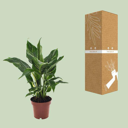 Einblatt - Spathiphyllum Diamant - Zimmerpflanze - Ø12cm - ↕40cm 