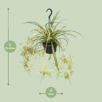 Grünlilie - Chlorophytum Comosum Variegatum - Zimmerpflanze - Ø14cm - ↕55cm 