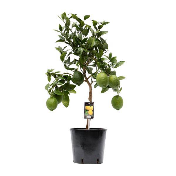 Zitronenbaum - Zitrusfrucht Zitrone - Zimmerpflanze - Ø22cm - ↕80cm 