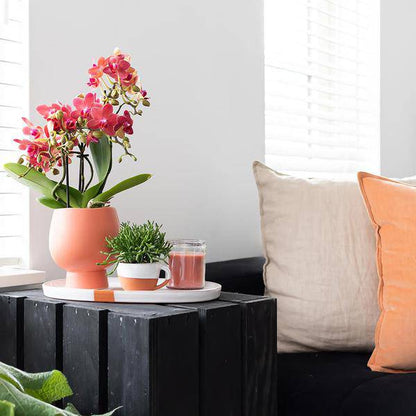 Rote Phalaenopsis-Orchidee Kongo – Blühende Zimmerpflanze – Ø9cm – 2–3 kräftige Zweige – Multiflora-Blüten – Perfekt für Couchtisch & Deko 