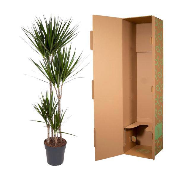 Drachenbaum – Dracaena Marginata 160cm – Ø27cm – Zimmerpflanze mit grünen Blättern & roten Rändern – In braunem Design-Topf – Pflegeleichte Dekopflanze für Wohnzimmer, Büro & Wintergarten 