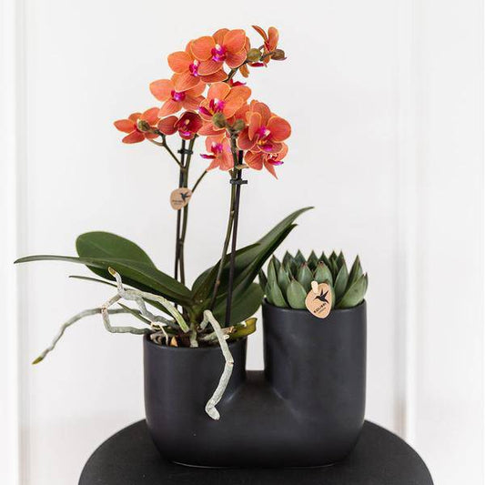 Bolzano Orchidee Orange & Sukkulente Miranda im schwarzen dekorativen Röhrentopf Ø9cm – Duo-Topf – Zimmerpflanze – stilvolle Geschenkidee 