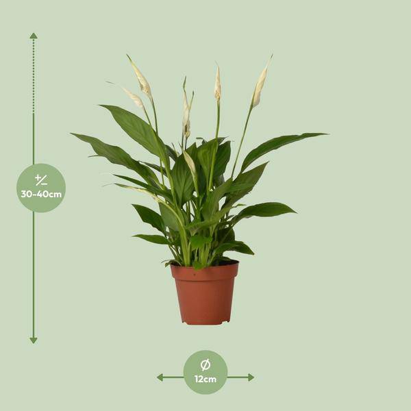 Einblatt – Spathiphyllum Bingo Cupido – Zimmerpflanze – Ø12 cm Topf – ca. 45 cm hoch – Luftreinigend – Weiße Blüten – Pflegeleicht & Tropisch 
