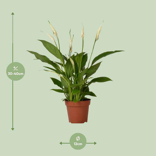 Einblatt – Spathiphyllum Bingo Cupido – Zimmerpflanze – Ø12 cm Topf – ca. 45 cm hoch – Luftreinigend – Weiße Blüten – Pflegeleicht & Tropisch 