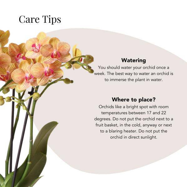 Phalaenopsis Orchidee Orange mit Grünpflanze im Candy Ziertopf auf weißem Bio-Tablett – Zimmerpflanzen Set – Geschenkidee – Dekoration 