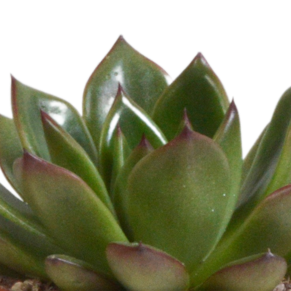Steinrose - Echeveria-Mix - 8,5 cm - 3 Stück - Zimmerpflanze - im Terrakotta-Topf 