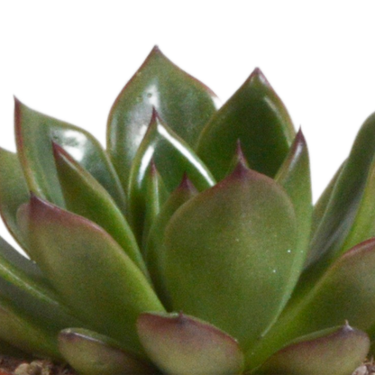 Steinrose - Echeveria-Mix - 8,5 cm - 3 Stück - Zimmerpflanze - im Terrakotta-Topf 