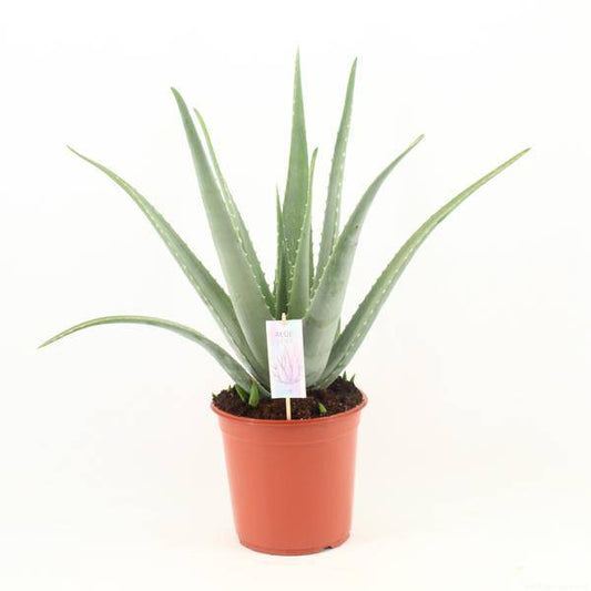 Echte Aloe - Aloe Vera - Zimmerpflanze - Ø24cm - ↕70cm 