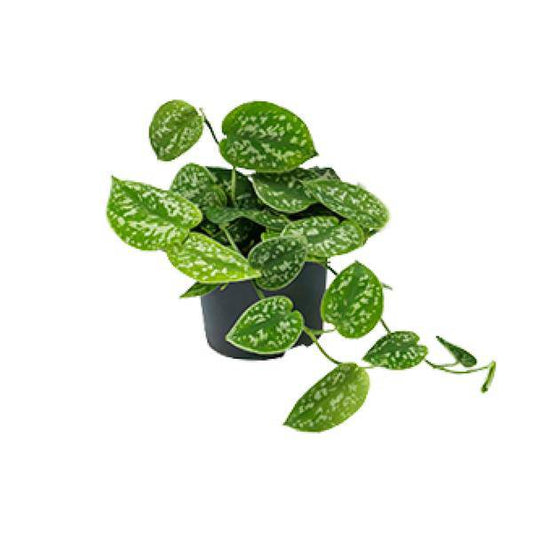 Efeutute – Scindapsus Pictus – Zimmerpflanze – Ø12cm – ca. 15–20 cm hoch – Pflegeleicht – Glänzende grüne Blätter 