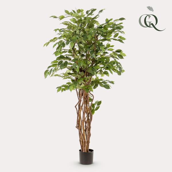 Ficus Liana – Künstliche Zimmerpflanze – ↕170 cm – Realistische Stiefmütterchen-Pflanze – Dekoration für Wohnzimmer, Flur & Wintergarten 